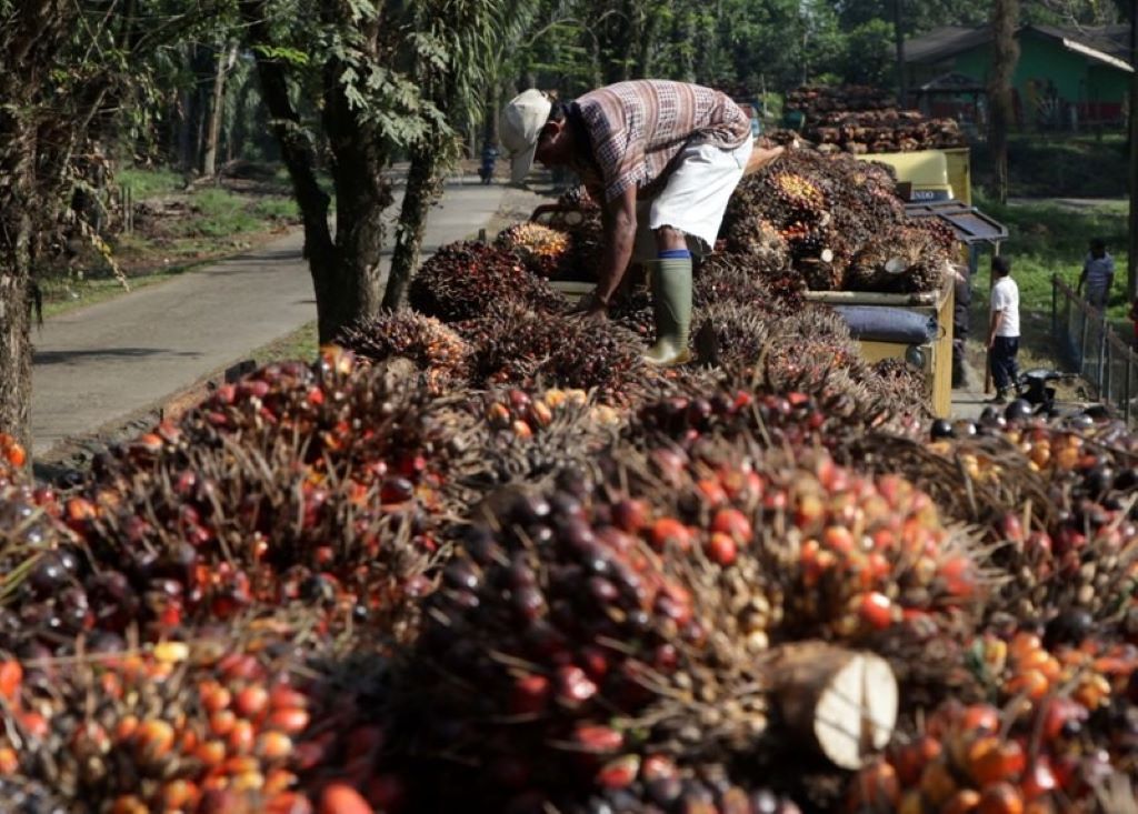 Ada UU Cipta Kerja, HGU Sawit Dinilai Tetap Berlaku