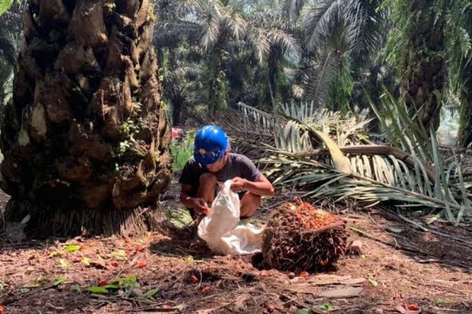 RUU Reforma Agraria Dinilai Menyimpan Celah 'Pemutihan' Korporasi, Sawit Watch Desak Penguatan Hak Petani dan Buruh Perkebunan