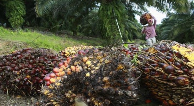 Pengusaha Soroti Pentingnya Perbaikan Tata Kelola Industri Sawit Nasional