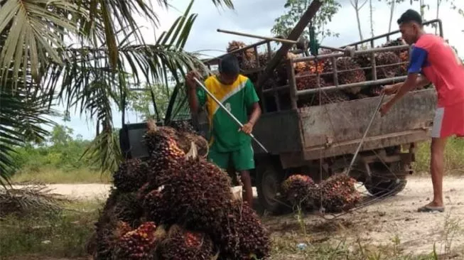  Pemerintah Mau Putihkan 3,3 Juta Hektar Lahan Sawit, Imbas Aturan Tak Jelas