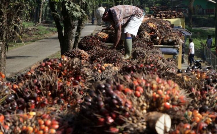  Ada UU Cipta Kerja, HGU Sawit Dinilai Tetap Berlaku