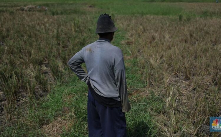  Mentan: Kondisi Pangan Dunia Tak Baik-baik Saja, Kelaparan Banyak