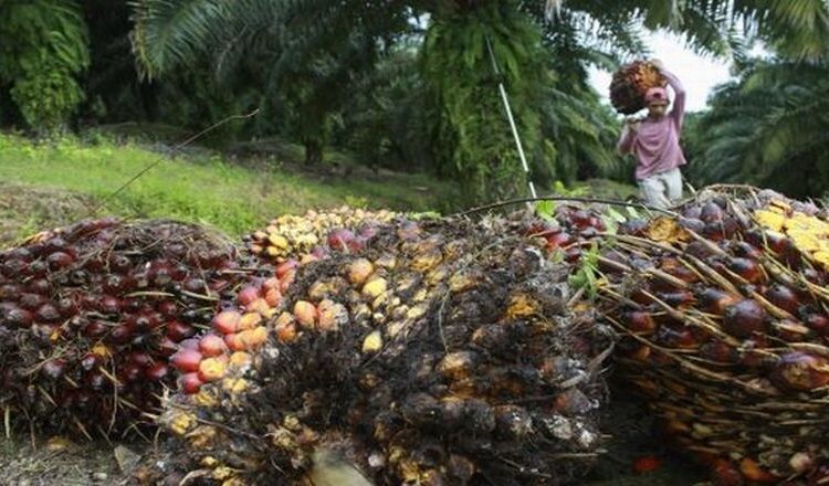  Pengusaha Soroti Pentingnya Perbaikan Tata Kelola Industri Sawit Nasional