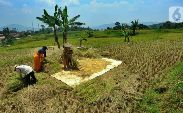  Produktivitas Pertanian Indonesia Kembali Normal 3 Tahun Mendatang