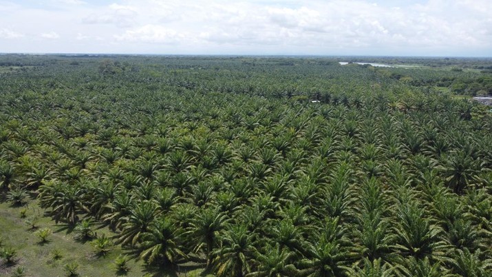  Inkonsistensi Pemerintah Pusat dan Daerah Terkait Izin Sawit Picu Konflik Agraria