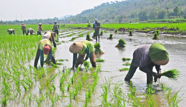  Rumuskan Rekomendasi bagi Pemerintahan Baru, Nagara Institute Dorong Kemajuan Industri Pupuk dan Ketahanan Pangan Nasional